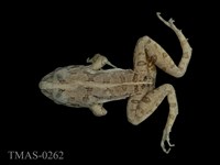 藏品(澤蛙)的圖片